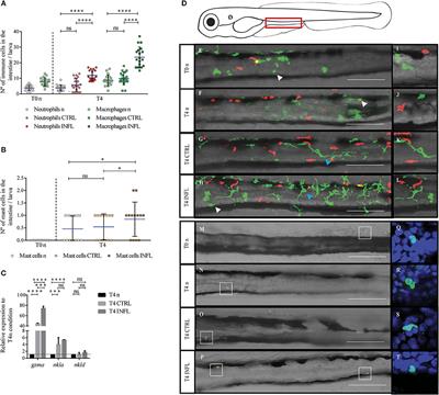 Soybean Meal-Induced Intestinal Inflammation in Zebrafish Is T Cell-Dependent and Has a Th17 Cytokine Profile